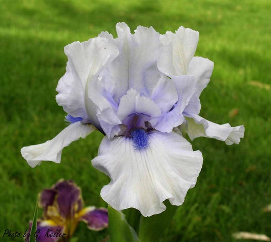 Bearded Iris Bulb Preorder - Blue Flirt - Icy Blue Blooms, Navy Beards - Fragrant Heirloom - Iris germanica - Ships Fall 2025