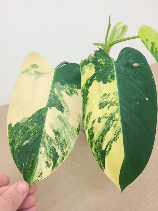 Variegated Philodendron Emerald Queen 4" Pot Rare Variegata Plant (Philodendron 'Emerald Queen') - Unique Patterns, Easy Care