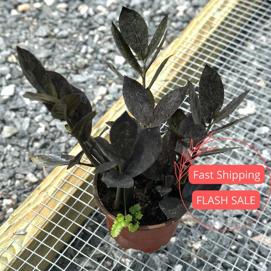 Zz Plant Black Queen | Large Fully Rooted Air Purifying Starter Plant | Easy Care Indoor Plant | Zamioculcas zamiifolia