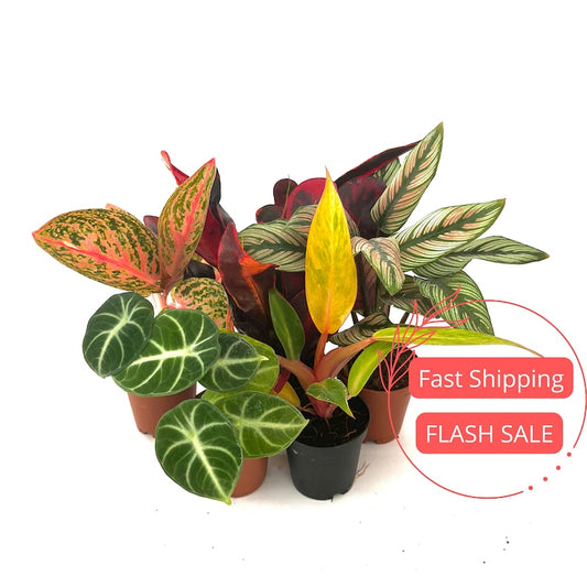 Assorted House Plant Starter Pack - Rooted Philodendron, Monstera, Cactus, Aglaonema, Calathea, Alocasia - 2" Pots