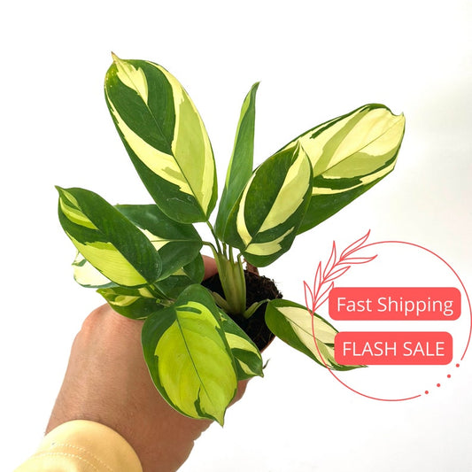 Calathea Pilosa Starter Plant | Rooted Prayer Plant | Rare Indoor Houseplant | Calathea Pilosa | 4" Grower's Pot