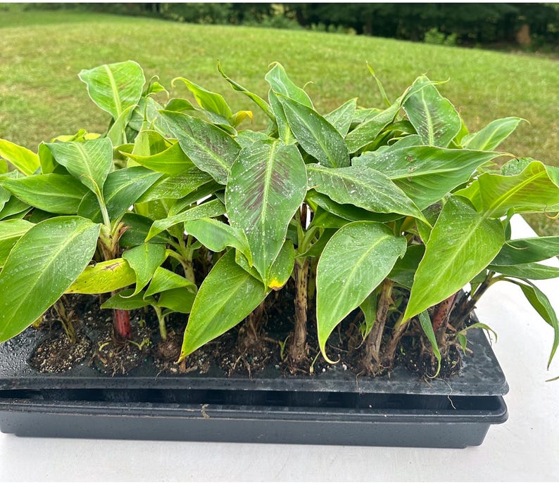 Dwarf Banana Plant 3-Pack - Musa Cavendish Cold Hardy Tropical Fruit Tree for Container Garden - Fast Growing Edible Landscape
