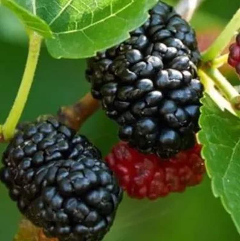 Dwarf Everbearing Black Mulberry Tree, Sweet Fruit, Morus Nigra, Cold Hardy, Ideal for Home Gardens, Fast Growing