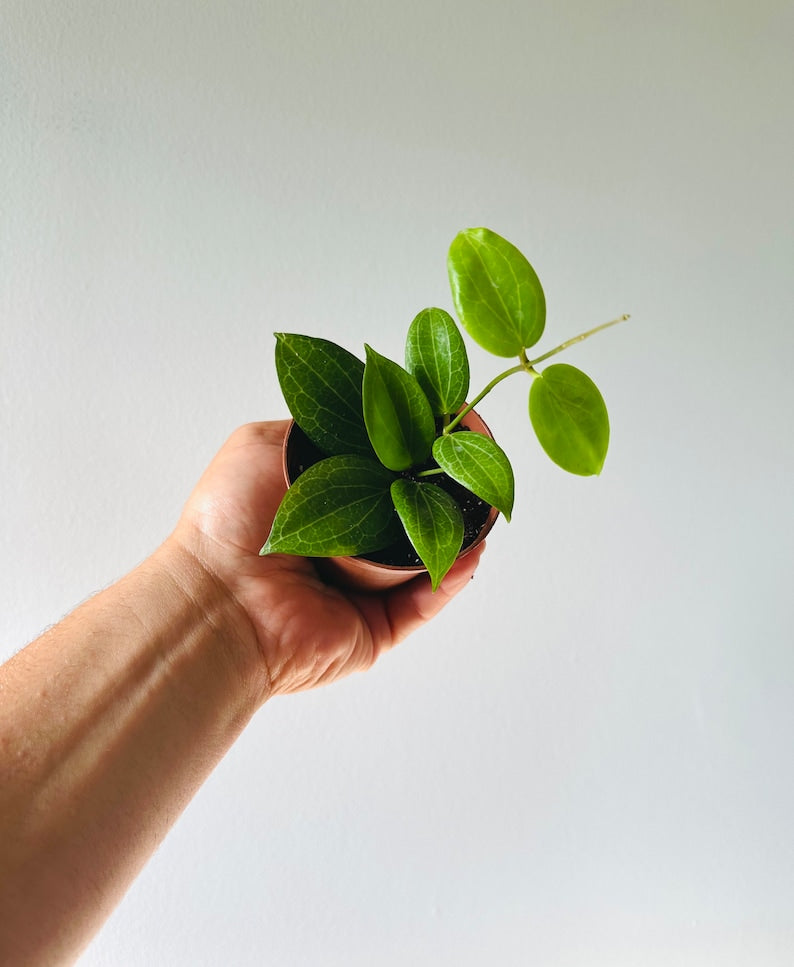 Hoya Fitchii Live Plant 3” Pot - Coral Hoya with Bright Green Leaves - Rare Houseplant - Hoya Carnosa Hybrid