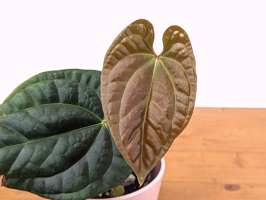 Anthurium Besseae x Luxurians 4" Plant with Leaves - Tropical Indoor Plant, Amazon Diamond, Free Hoya Krimson Queen Offer