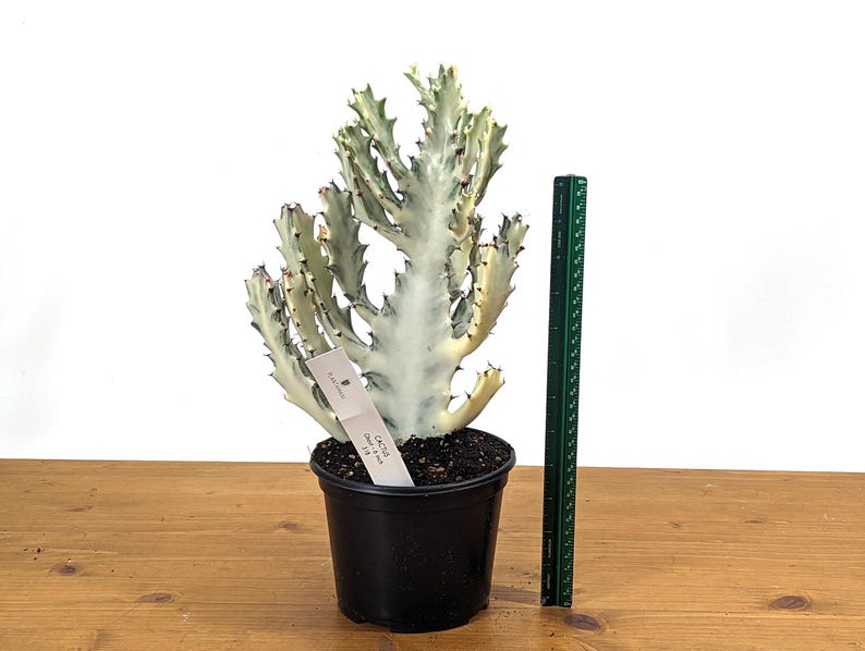 Euphorbia lactea ‘Ghost Cactus’ Rare White Variegated Succulent Plant - Drought-Tolerant Indoor/Outdoor Cactus, Stunning Decor