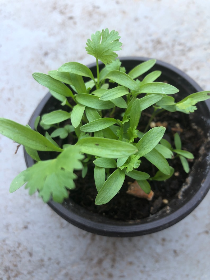 Coriander Plants - 10 Pack in 4” Pot - Fresh Culinary Herb - Coriandrum sativum - Edible Leaves & Roots for Cooking