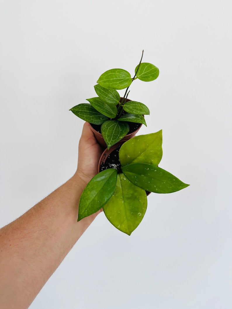 Rare Hoya Assortment 3” Pots - Hoya Fitchii & Hoya Carnosa Freckles Splash - Live Houseplants - Low Maintenance Indoor Plants