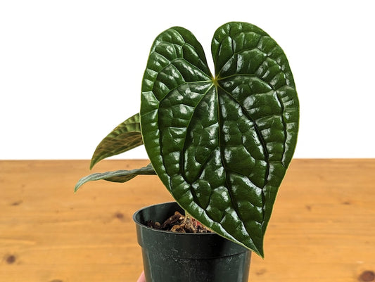 Anthurium Luxurians 4" & 6" Pots - Tropical Exotic Plant with Corrugated Leaves - Free Hoya Krimson Queen with 3+ Plants