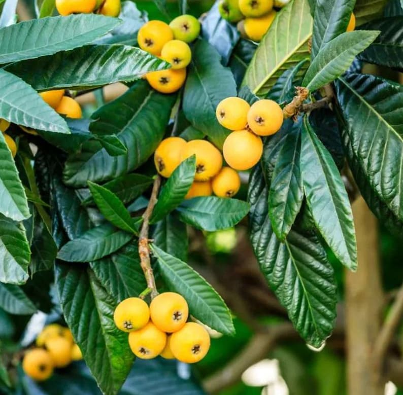 Loquat Live Plant - Eriobotrya japonica - Japanese Plum - Outdoor Grown - Minor Blemishes Expected