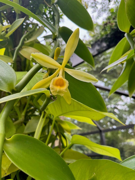 Vanilla Bean Orchid Plant - Tropical Vine - Vanilla Planifolia - 4-6" Long - Requires Support and Good Ventilation