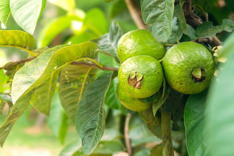 White Guava Seeds - 10 Count, Psidium guajava, Tropical Fruit, Thai Guava, Taiwan Guava, Apple Guava, Peruvian White Guava