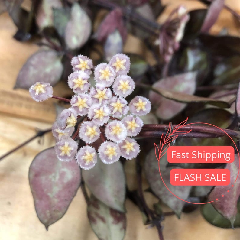 Hoya Plant Starter - Black Hoya Krohniana Live House Plant - Rare Indoor Plant - Hoya Cuttings for Collectors