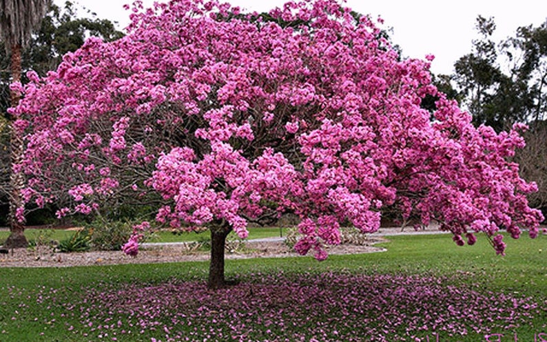 Purple Trumpet Tree - Tabebuia impetiginosa - Blooming Purple Flowers - Fast Growing Evergreen for Landscaping