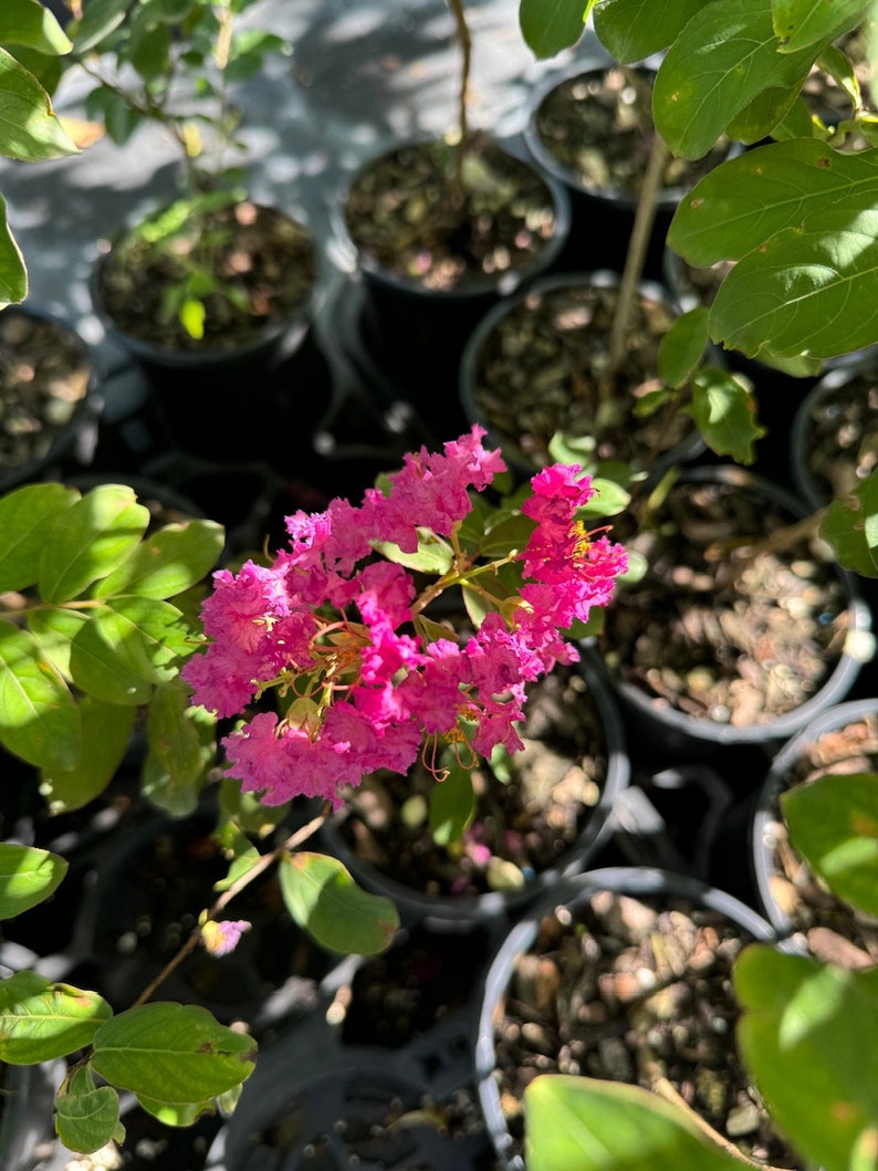 Crape Myrtle Twilight Flowering Tree - Bright Purple Blooms, Lagerstroemia indica, Fast-Growing, Ideal for Garden Retreats