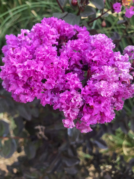 Black Diamond Purple Crape Myrtle Seeds, 10 Pack, Lagerstroemia indica 'Purely Purple', Organic Hand Collected
