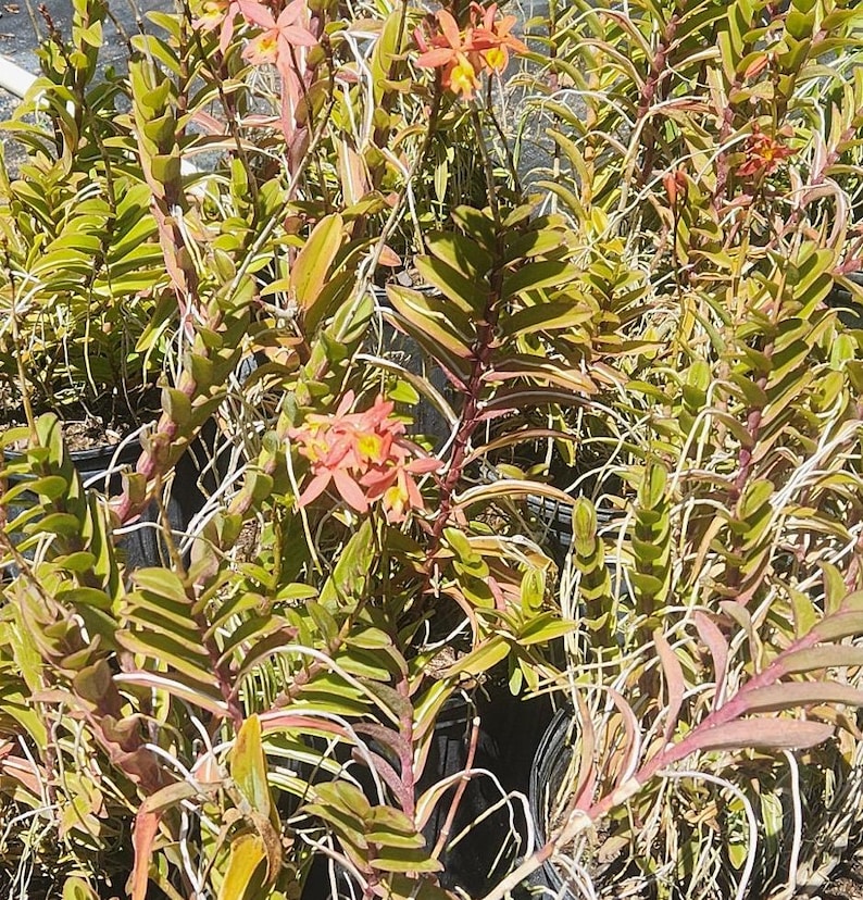 Epidendrum Radicans - Salmon Pink - 1 Gallon Live Plant - Outdoor Grown Orchid - Tropical Houseplant