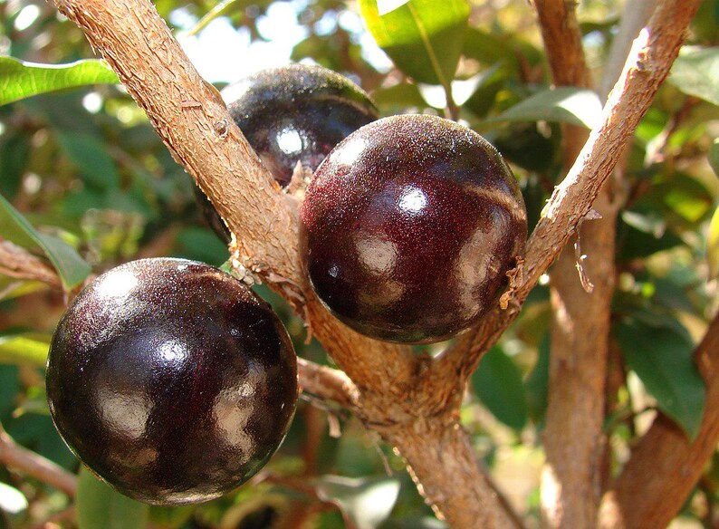 Jaboticaba Fruit Tree - Live Plant - Plinia cauliflora - Outdoor Grown - Minor Blemishes - Myrciaria cauliflora