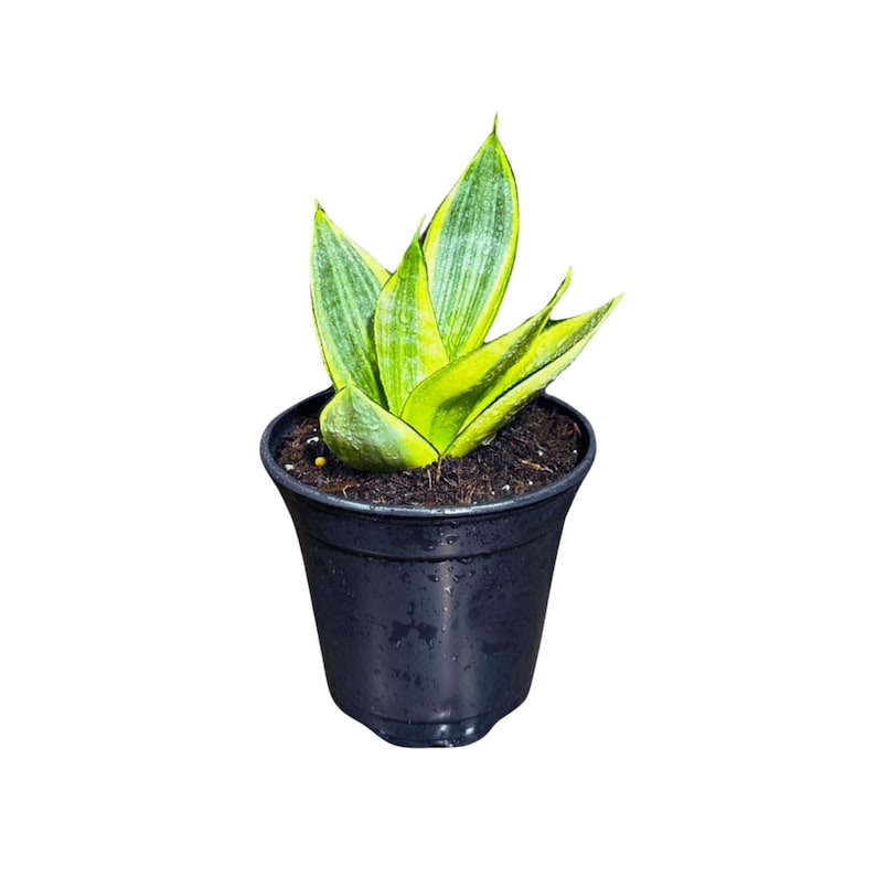 Rare Sansevieria Gold Star Mini Snake Plant in 4” Pot - Live Air Purifying Houseplant - Sansevieria trifasciata