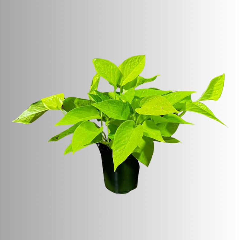 Neon Pothos Indoor Plant in 4" Pot - Easy Care Low Light Houseplant - Pothos aureus - US Seller