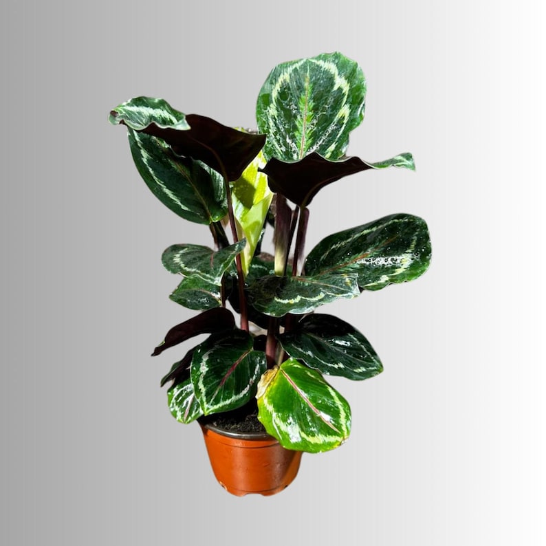 Calathea Roseopicta Medallion Plant 4" Pot - Indoor Evergreen Houseplant - Rose-painted Calathea - Tropical Foliage Plant