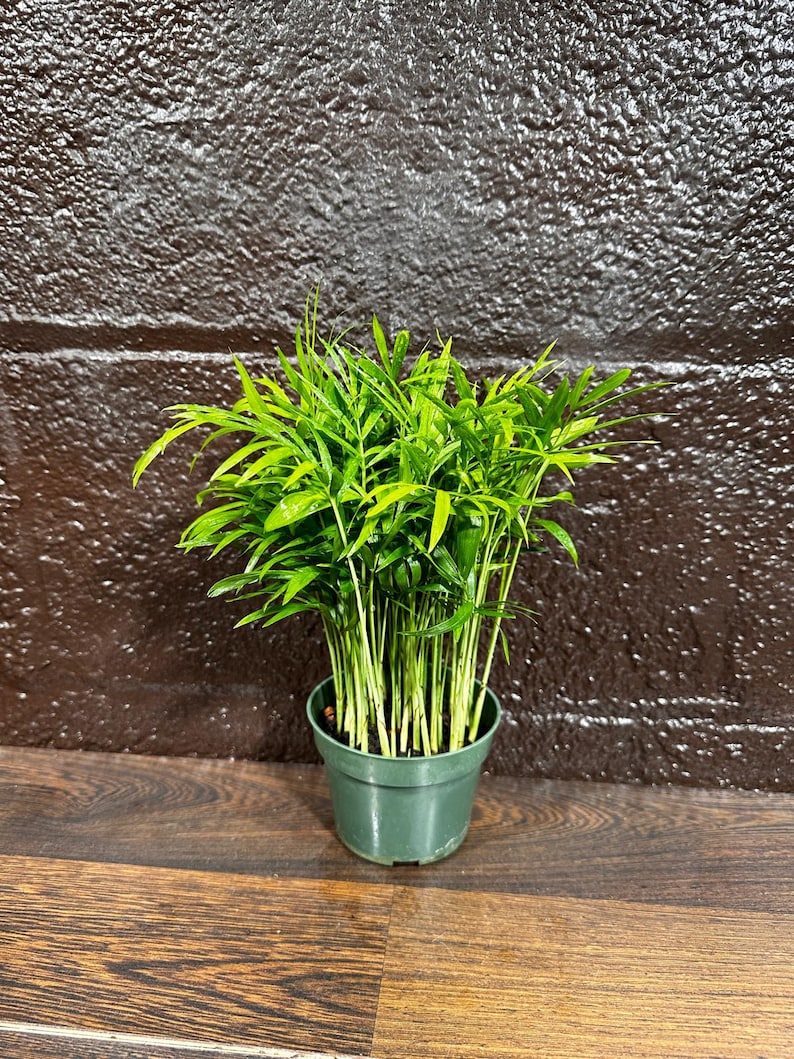 Parlor Palm Indoor Plant 4 Inch - Chamaedorea Elegans - Low Light Air Purifier Houseplant in Pot - Easy Care Tropical Greenery