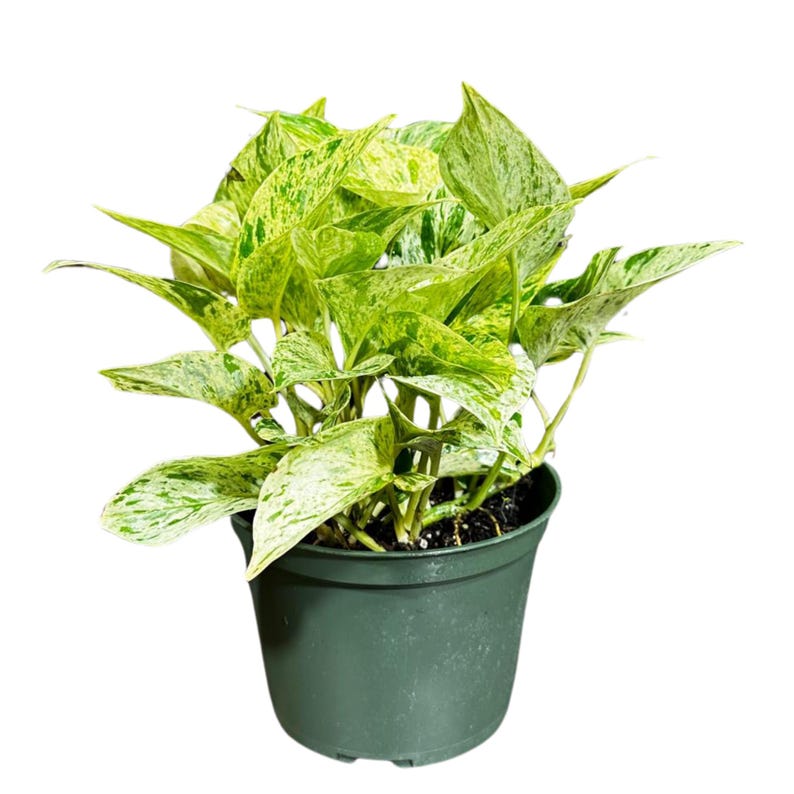 Variegated Snow Queen Pothos Plant in Nursery Pot - Epipremnum aureum 'Snow Queen' - Gift Houseplant - Indoor Decor