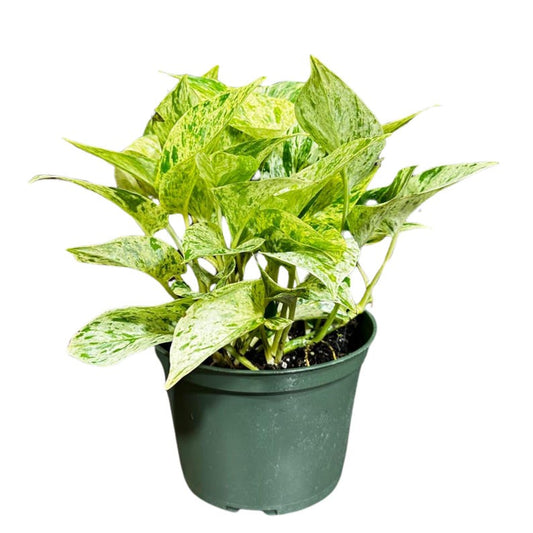 Variegated Snow Queen Pothos Plant in Nursery Pot - Epipremnum aureum 'Snow Queen' - Gift Houseplant - Indoor Decor