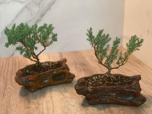Bonsai Starter Kit - 2 Pack - Brown & Cherry Red Ceramic Pots - Juniper Procumbens Nana - Dwarf Pine Bonsai (2-3 Years)