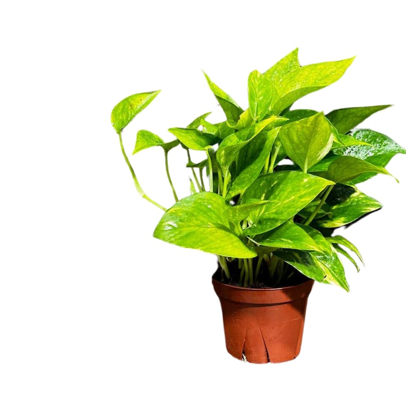 Golden Pothos Plant in 3" Pot - Easy Care Indoor Houseplant - Low Light Air Purifier - Epipremnum aureum - US Seller