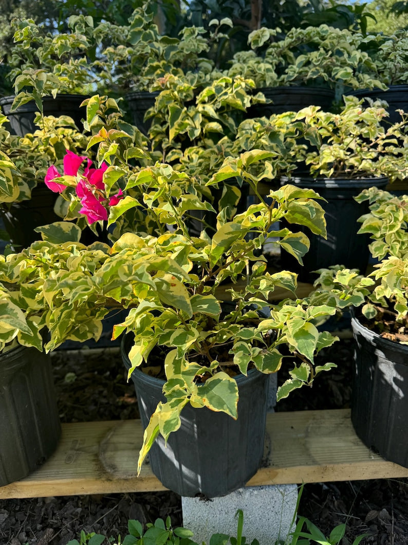 3 Gallon Variegated Bougainvillea Live Plant - Bougainvillea spectabilis