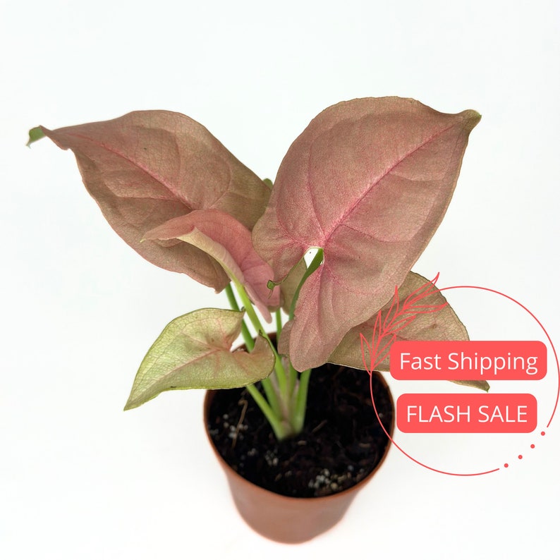 Syngonium Pink Neon Plant | 2" Starter Plant | Rare Pink Arrowhead | Syngonium podophyllum 'Neon Pink' | Live House Plant Gift