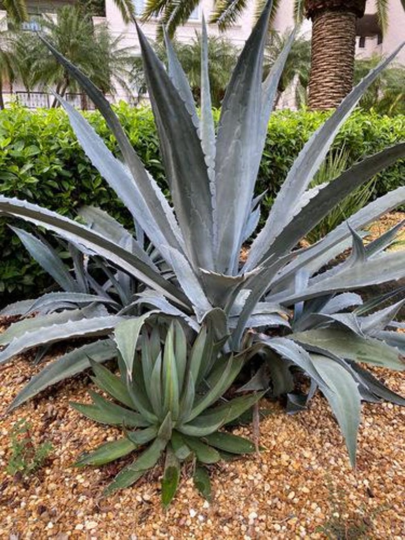 Agave Plant - Yellow Agave - Drought Tolerant Accent - Agave Americana - Landscape Plant for Full Sun and Partial Shade