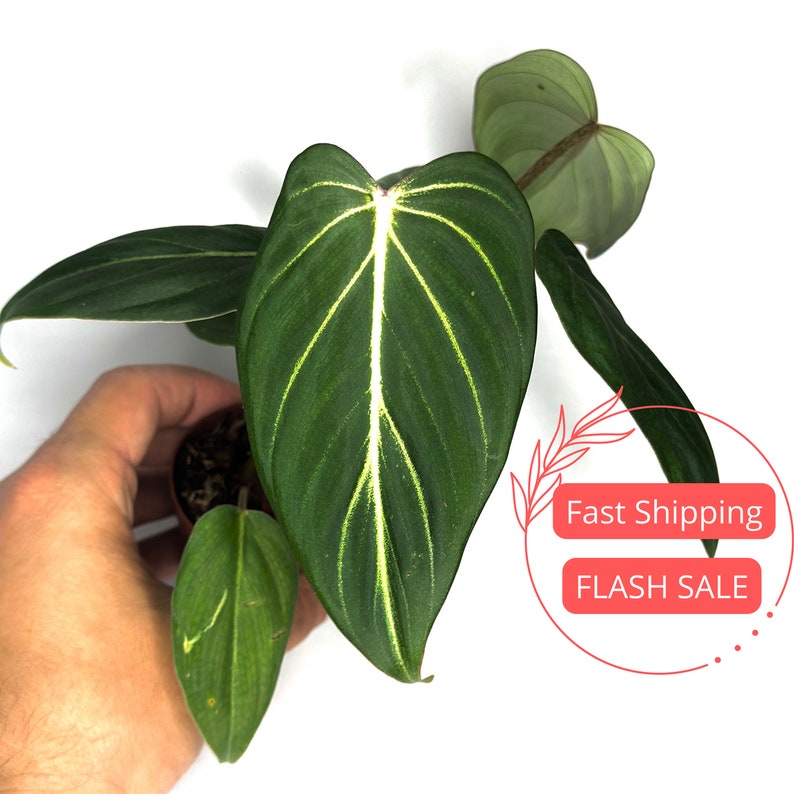 Philodendron Gloriousum Large Starter Plant | Rare Indoor Houseplant | Philodendron Gloriosum | Unique Plant Gift