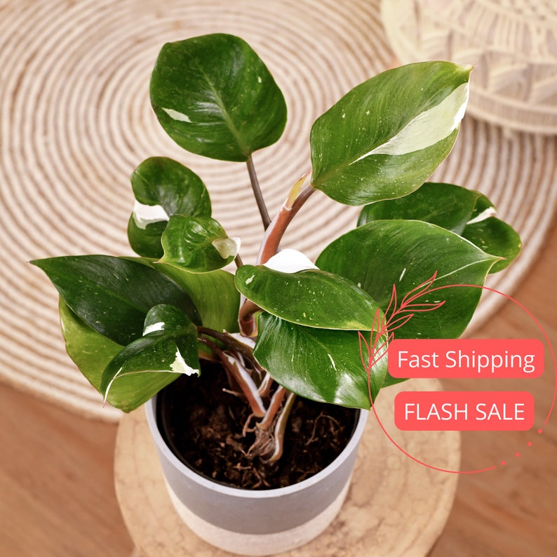 Philodendron White Knight 2" Starter Plant | Rare Indoor Houseplant | Philodendron White Knight (Philodendron spp.)