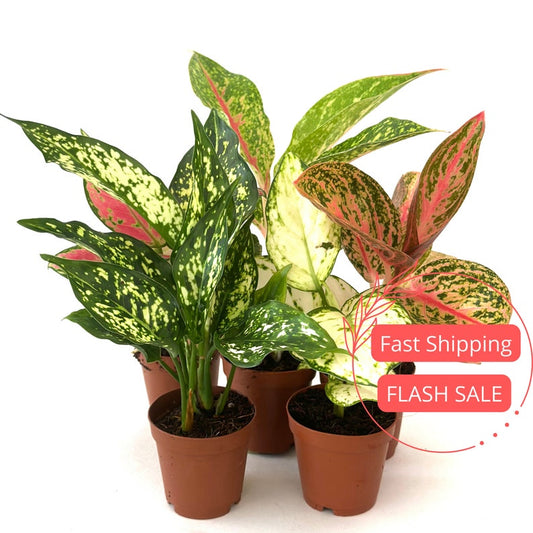 Aglaonema Starter Pack | Assorted Rooted Plants | China Red, Pictum Tricolor, Night Sparkle | Aglaonema spp.
