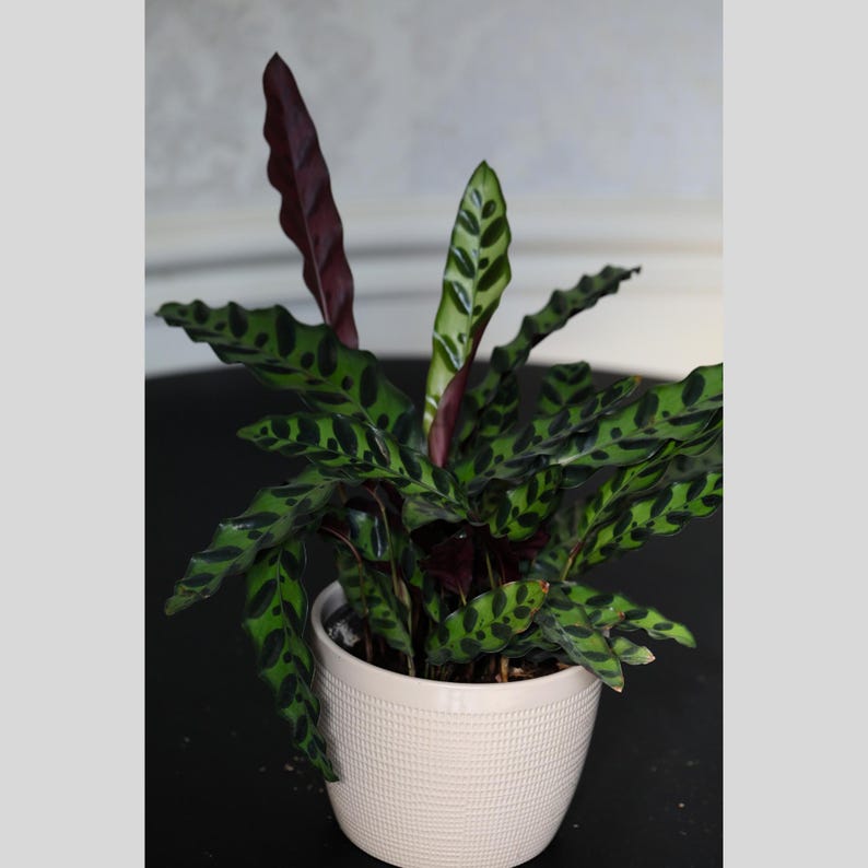 Calathea Peacock Plant - 4" Nursery Pot - Calathea Makoyana - Indoor Air Purifier - Tropical Houseplant Gift