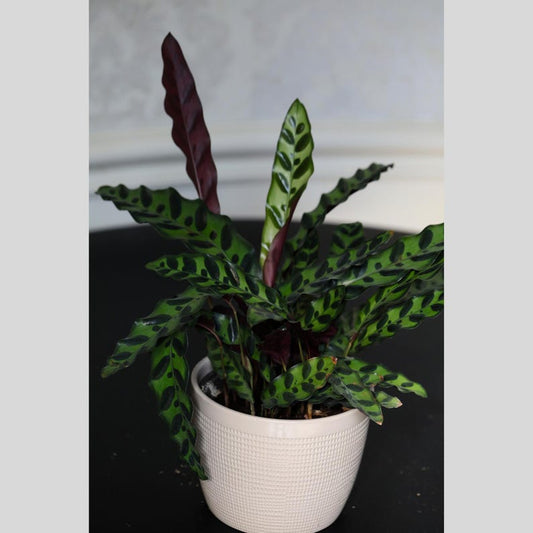 Calathea Peacock Plant - 4" Nursery Pot - Calathea Makoyana - Indoor Air Purifier - Tropical Houseplant Gift