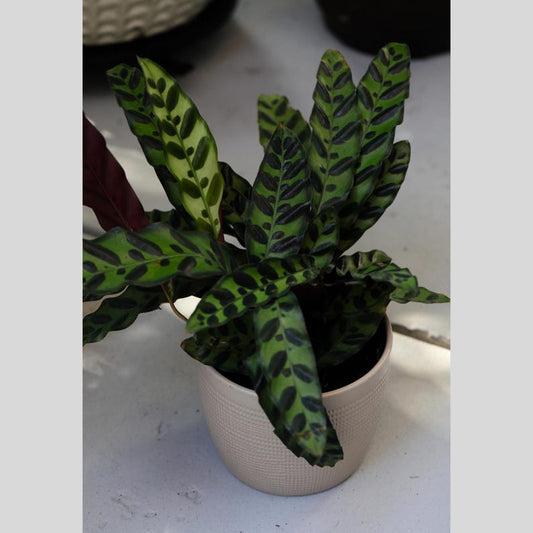Calathea Peacock Plant - 4" Nursery Pot - Calathea Makoyana - Air Purifier - Indoor Tropical Houseplant - Live Gift Plant
