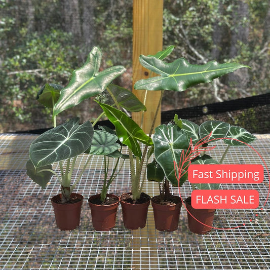 Alocasia Starter Pack | Assorted Rooted Corm Plants | Frydek, Jacklyn, Polly, Sarian, Cuprea | Alocasia Variety Plants