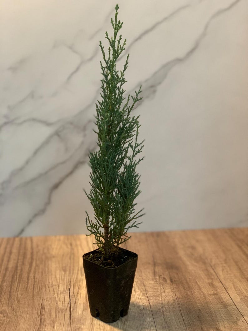 Italian Cypress Plant - 1 Individual in Rosepot - Cupressus sempervirens - Live Indoor/Outdoor Tree