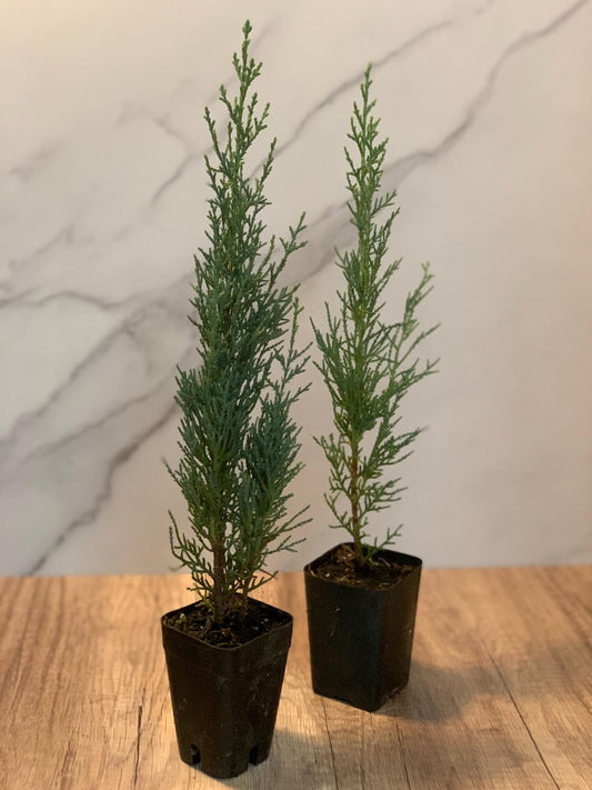 2pk Italian Cypress Plants - Live Green Trees in Rosepot - Cupressus sempervirens