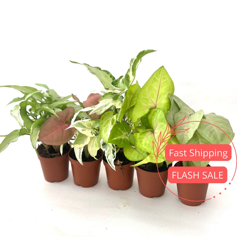 Syngonium Starter Pack | Assorted Aroid Plants | Albo, Milk Confetti, Starlite, Red Tricolor | Fully Rooted Syngonium