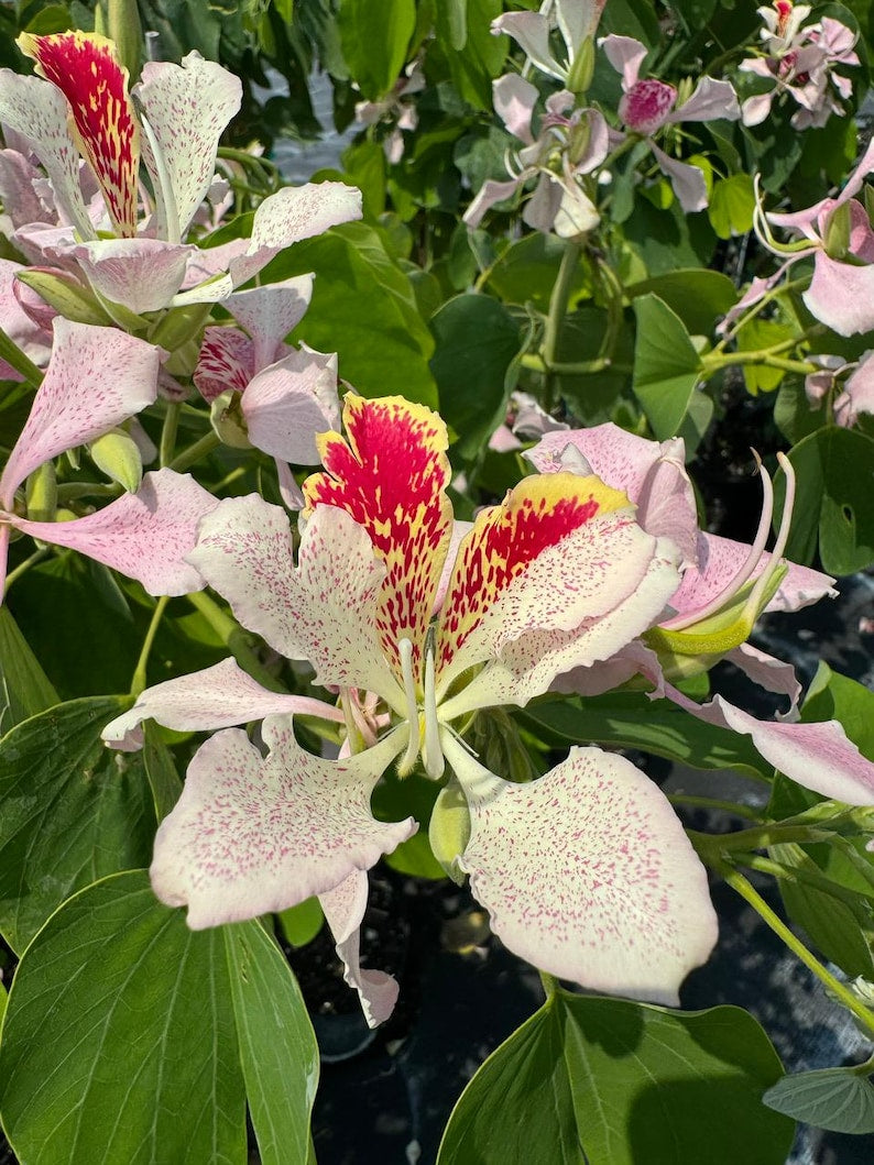 Pink Orchid Flowering Tree - 3 Inch Pink Blooms, Bauhinia Monandra, Butterfly Flower, Long Lasting Blooms