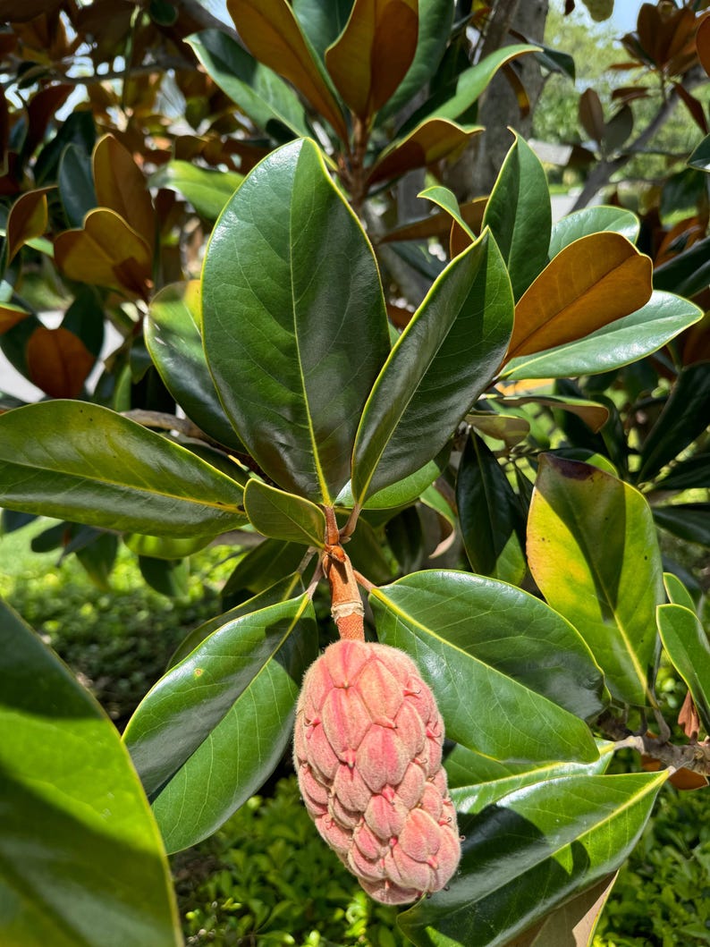 Southern Magnolia Tree 3 Gallon 'Bracken's Brown Beauty' Fragrant Flowering Tree (Magnolia grandiflora) for Garden Sanctuary