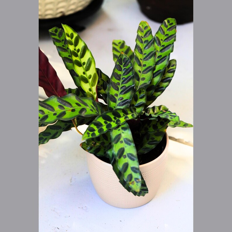 Rare Calathea Lancifolia 6" Nursery Pot - Rattlesnake Plant - Tropical Air Purifier - Calathea Lancifolia Houseplant