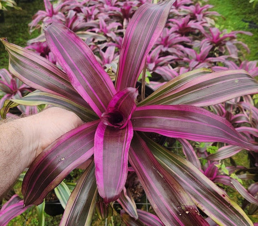 Bromeliad Live Plant - Neoregelia Hawaii Pink Magic - Tropical Indoor Plant - Unique Colorful Foliage - Perfect for Home Decor