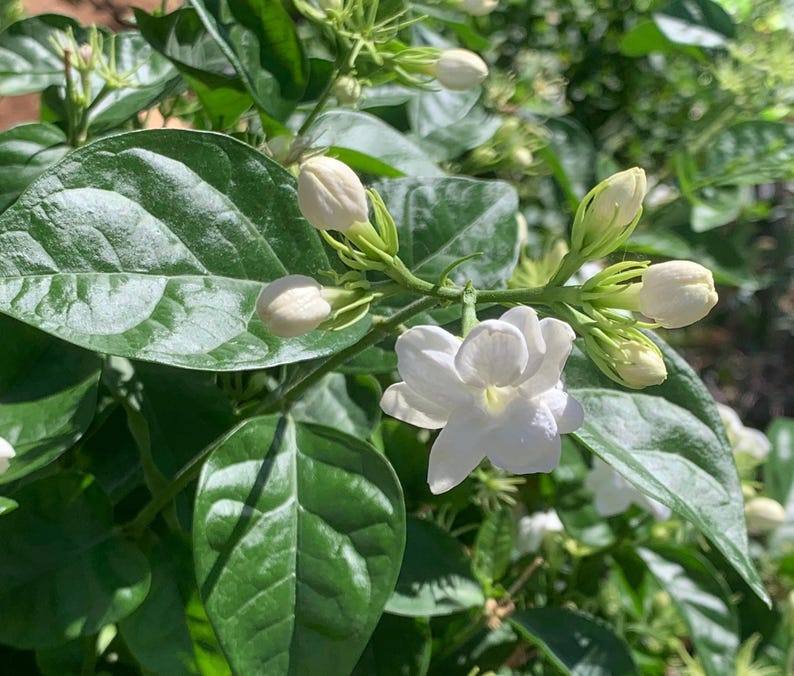 Sambac Jasmine Live Plants 2” (3 Pack) - Fully Rooted Jasmine sambac - Eco-Friendly Shipping