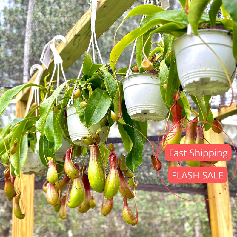 Nepenthes Alata Large Pitcher Plant | Live Carnivorous Plant | Rare Bug-Eating Houseplant | Indoor Plant Decor