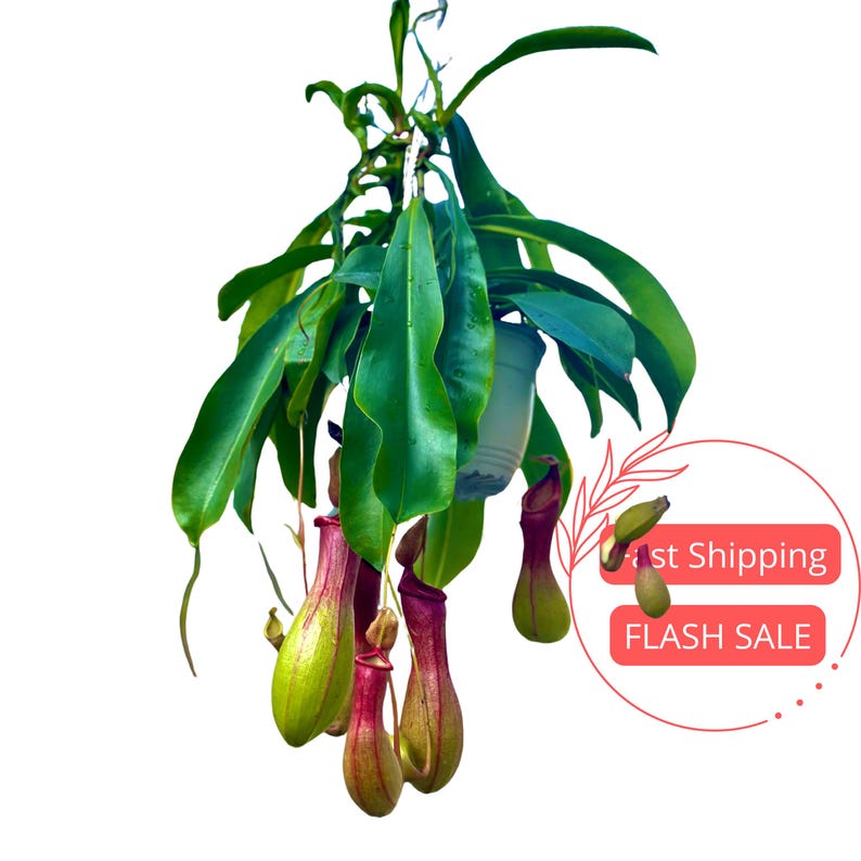 Nepenthes Alata Large Pitcher Plant | Live Carnivorous Bug-Eating Plant | Rare Indoor Houseplant | Nepenthes Alata